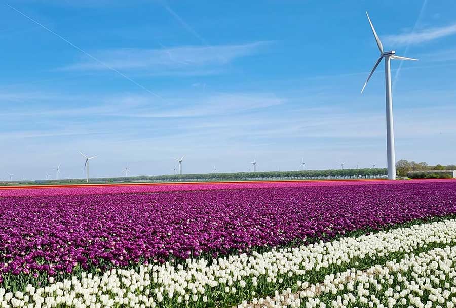 Tulpenvelden in Flevoland. Onze expertise bij schade komt ook naar Flevoland.
