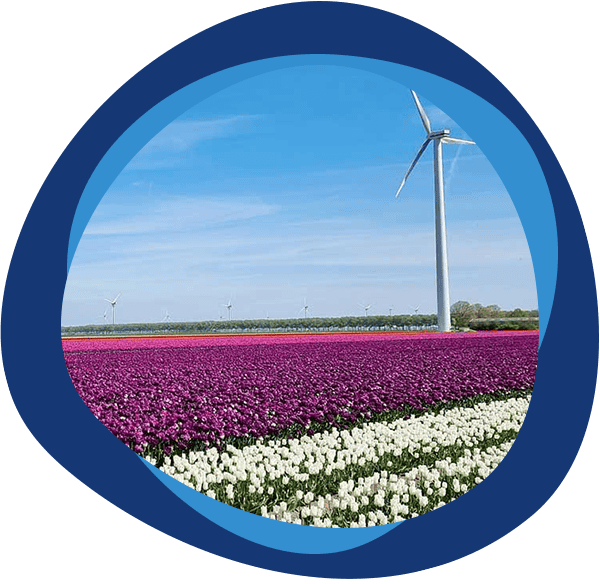 Velden vol met Tulpen. Het beeld zou zich kunnen afspelen in Flevoland, om aan te geven dat we ook in Lelystad beschikbaar zijn met onze schade-expertise.